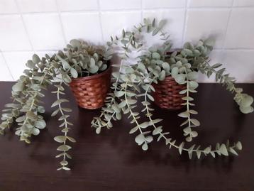 Ikea kunstplanten met bloempotjes GRATIS! beschikbaar voor biedingen