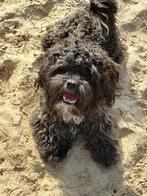 Shih-poo dekreu, Dieren en Toebehoren, Honden | Dekreuen, Reu, CDV (hondenziekte), Eén hond, 3 tot 5 jaar