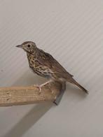 Zanglijsters 2025, Dieren en Toebehoren, Vogels | Overige Vogels, Geslacht onbekend, Wildzangvogel, Geringd