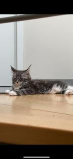 Maine coon Kitten, Dieren en Toebehoren, Katten en Kittens | Raskatten | Langhaar, Poes, Gechipt, 0 tot 2 jaar