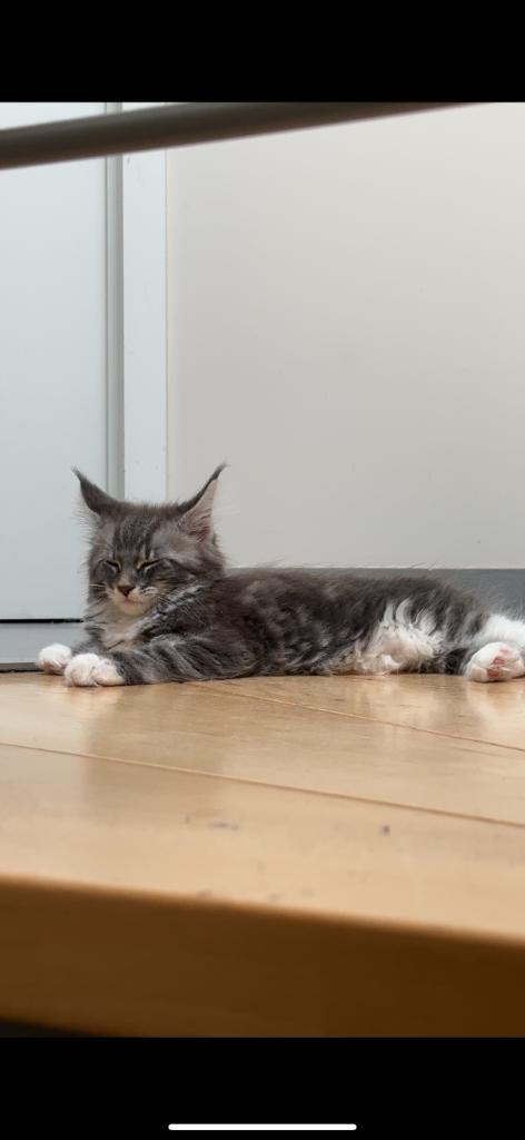 Maine coon Kitten, Dieren en Toebehoren, Katten en Kittens | Raskatten | Langhaar, Poes, 0 tot 2 jaar, Met stamboom, Gechipt, Ontwormd