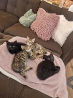 Britse korthaar langhaar x, Dieren en Toebehoren, Katten en Kittens | Raskatten | Korthaar, Meerdere dieren