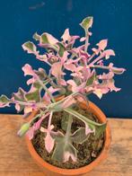 Senecio Articulatus Variegata p10 (11)