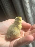 🐣 Eendagskuikens 🐣 van onze japanse celadon kwartles, Dieren en Toebehoren, Pluimvee, Geslacht onbekend, Overige soorten