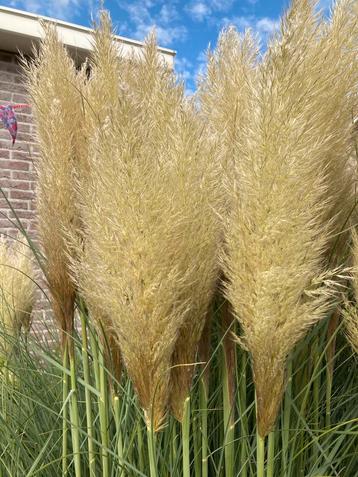 Pampas pluimen beschikbaar voor biedingen