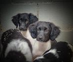 Super leuke Friese Stabij pups, zoeken nieuwe baasjes!, 15 weken tot 1 jaar, Overige rassen, Meerdere, Meerdere dieren