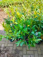 PRUNUS/LAURIER STRUIK, Ophalen, Laurier, Minder dan 100 cm