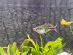 4 regenboog zalmpjes te koop, Vis, Zoetwatervis