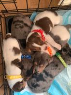 Jack russel pups puppies puppy’s, Jack Russell Terriër, 8 tot 15 weken, Meerdere, Meerdere dieren