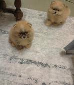 Pomeriaan puppy, Dieren en Toebehoren, Particulier, Reu, 8 tot 15 weken, Buitenland