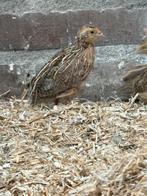 Harlekijn Kwartels te koop, Meerdere dieren, Tropenvogel, Geringd