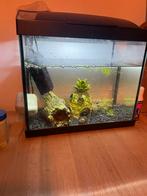 Aquarium met lamp en pomp, Vis