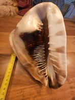 Grote Schelp - Decoratie, Huis en Inrichting, Ophalen of Verzenden, Zo goed als nieuw