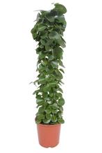 Cissus rotundifolia (gaasrek), Huis en Inrichting, Kamerplanten, 100 tot 150 cm, Halfschaduw, Verzenden