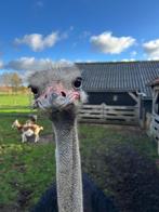 Struisvogel Haan, Dieren en Toebehoren, Januari, Mannelijk