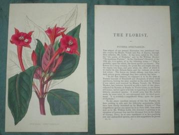 Hand gekleurde kopergravure Fuchsia van ca 1850 met tekst beschikbaar voor biedingen