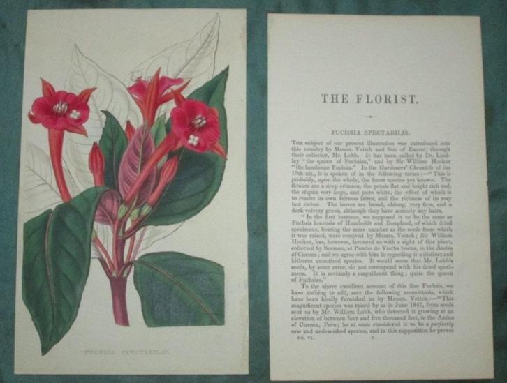 Hand gekleurde kopergravure Fuchsia van ca 1850 met tekst, Antiek en Kunst, Kunst | Etsen en Gravures, Ophalen of Verzenden