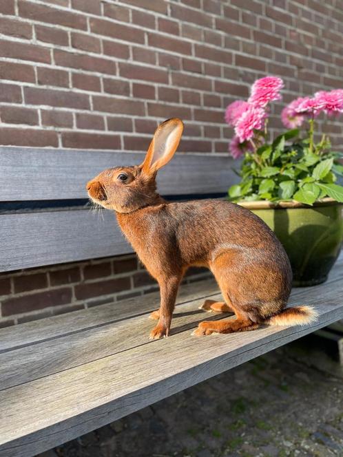 De mooiste Belgische hazen, Dieren en Toebehoren, Konijnen, Middelgroot, Meerdere dieren