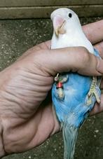 Prachtige brr agapornis fisheri opaline violet man, Mannelijk, Dwergpapegaai of Agapornis, Geringd