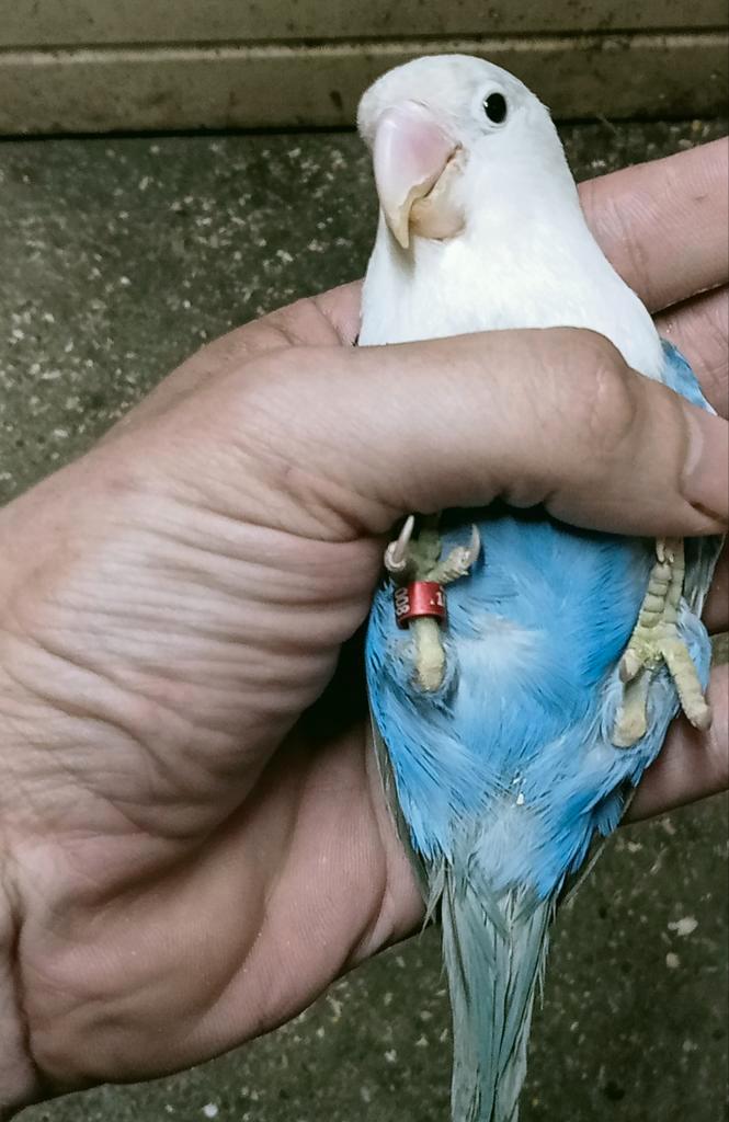 Prachtige brr agapornis fisheri opaline violet man, Dieren en Toebehoren, Vogels | Parkieten en Papegaaien, Dwergpapegaai of Agapornis