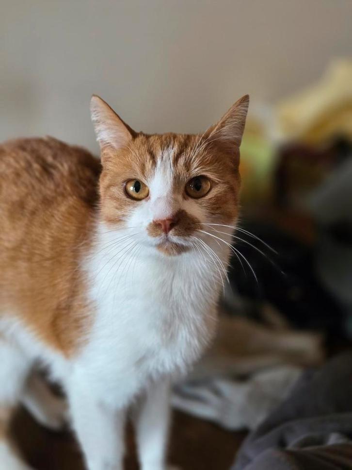 2 lieve poezen / katten, Dieren en Toebehoren, Katten en Kittens | Overige Katten, Poes