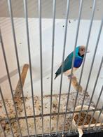 gould blauw man, Dieren en Toebehoren, Vogels | Overige Vogels, Mannelijk, Geringd