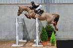 Sportpaard Etoulon x Roven, Dieren en Toebehoren, Paarden, Merrie, Springpaard, Gechipt, 7 tot 10 jaar