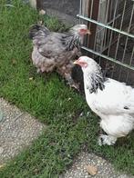 Brahma groot hennen, Dieren en Toebehoren, Pluimvee, Vrouwelijk, Kip