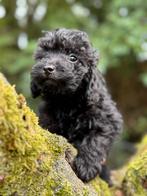 Maltipoo pups in choco kleur, zwart en abricot., Dieren en Toebehoren, Poedel, Nederland, CDV (hondenziekte), 8 tot 15 weken