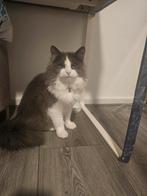 Mooie grijs witte langharige mix main coon en huiskat, Dieren en Toebehoren, Katten en Kittens | Raskatten | Langhaar, Meerdere dieren