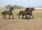 Pensionstalling met veel mogelijkheden, Dieren en Toebehoren, Stalling en Weidegang, Weidegang, 1 paard of pony