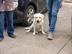 Labrador, Rabiës (hondsdolheid), Teef, Labrador retriever, Eén hond