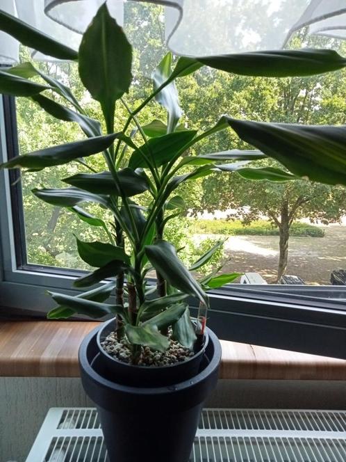Dracaena Burley, Fietsen en Brommers, Fietsaccessoires | Aanhangers en Karren, Gebruikt, Ophalen