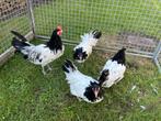 TE KOOP 3 LAKENVELDER HENNEN MET 1HAAN, Meerdere dieren, Kip