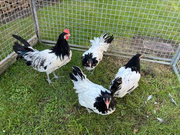 TE KOOP 3 LAKENVELDER HENNEN MET 1HAAN beschikbaar voor biedingen