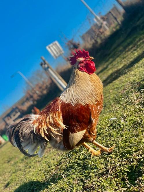 Gratis af te halen: prachtige haan - ca. 3 jaar oud, Dieren en Toebehoren, Pluimvee, Kip, Mannelijk