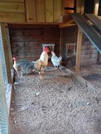 Broedeieren leghorn isabelpatrijs, Dieren en Toebehoren, Pluimvee, Geslacht onbekend, Kip