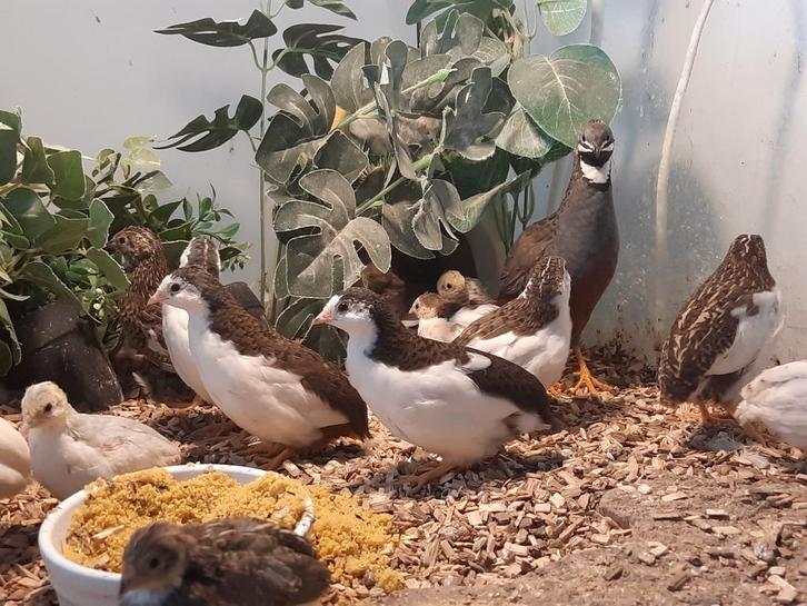 Laatste Chinese dwergkwartels zie beschrijving vanaf 5.00, Dieren en Toebehoren, Vogels | Overige Vogels, Geslacht onbekend