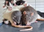 Jonge rittens ratjes uit huiselijke sfeer en handtam, Dieren en Toebehoren, Knaagdieren, Rat, Augustus, Meerdere dieren, Tam