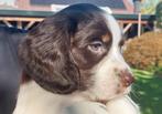 Cocker Spaniel pup pups puppy, Dieren en Toebehoren, CDV (hondenziekte), 8 tot 15 weken, Meerdere, Meerdere dieren