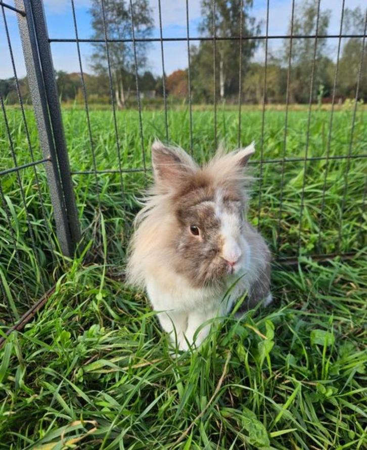 Degoe zoekt een huisje! (Ram gecastreerd en gevaccineerd), Dieren en Toebehoren, Konijnen, Klein, Mannelijk, 6 tot 8 jaar