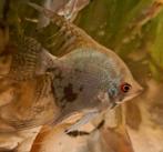 6 x ghost maanvissen samen, Dieren en Toebehoren, Vissen | Aquariumvissen, Vis, Zoetwatervis