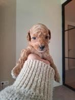 Middenslag poedel pups (raszuiver) rood/ abrikoos, Dieren en Toebehoren, Honden | Chihuahua's en Gezelschapshonden, Poedel, 8 tot 15 weken