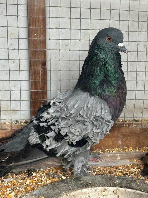 Sierduiven, Dieren en Toebehoren, Vogels | Duiven, Overige soorten, Meerdere dieren