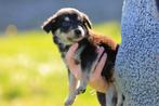 duitse herder pups / border collie pups / labrador kruising, 8 tot 15 weken, Meerdere, Meerdere dieren, Herder