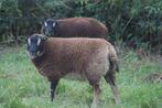 Dassenkop Texelaar ooilam en ramlam, Dieren en Toebehoren, Schapen, Geiten en Varkens, Meerdere dieren, Schaap, 0 tot 2 jaar