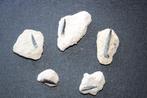 Enchodussen (matrix) Boven-Krijt, Verzamelen, Mineralen en Fossielen, Ophalen of Verzenden, Fossiel