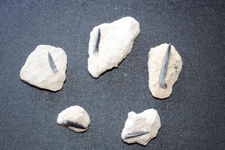 Enchodussen (matrix) Boven-Krijt, Verzamelen, Mineralen en Fossielen, Fossiel, Ophalen of Verzenden