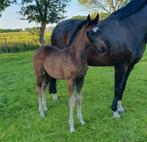 TE KOOP MERRIEVEULEN EXTREME U.S, Dieren en Toebehoren, Paarden, Merrie, Niet van toepassing, Dressuurpaard, 0 tot 2 jaar
