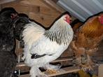 Brahma haan (2025) zoekt nieuw huis, Dieren en Toebehoren, Pluimvee, Mannelijk, Kip